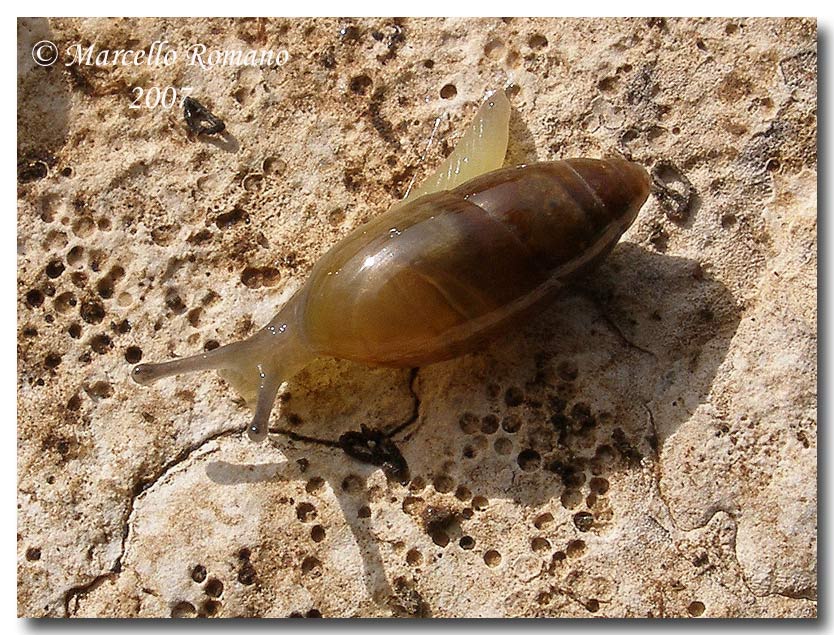 Ferussacia  folliculus (Gmelin, 1791) a Segesta (TP)